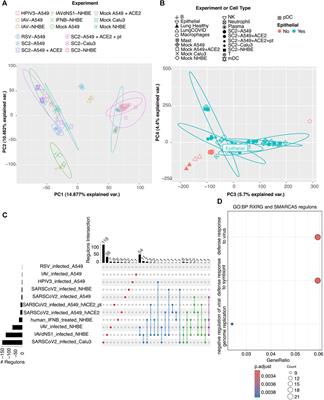 Identification of regulons modulating the transcriptional response to SARS-CoV-2 infection in humans